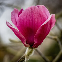 Close up of pale reddish pink Magnolia Ians Red in spring