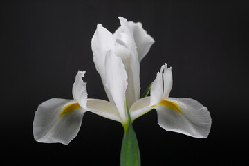 Fototapeta na wymiar Dutch iris alaska on black background