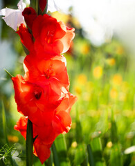 Red Gladiolo in sunny morning