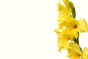 Yellow Gladiolo White Background