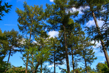 夏の高い木々と快晴の青空