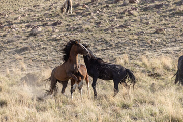Wild Horse Stallions Fighting in the Utah Desert