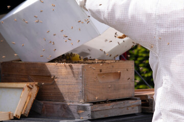 beekeeper working to collect honey bees as the insects swarm and fly around the hive