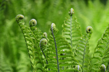 Green young fern grows in nature in spring against a green background
