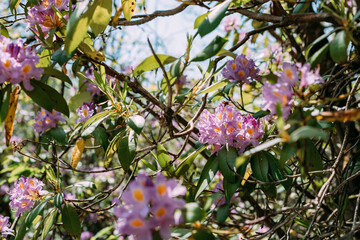 Wild Pink Rhododendron Bush