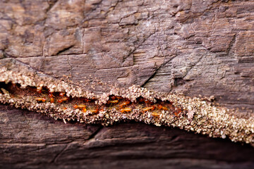 Termite Workers,  Small termites, Termites workers repairing a tunnel on Tree.       