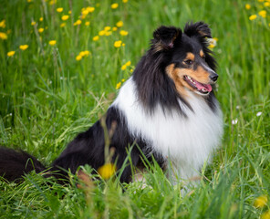 Schöner Tricolour-Sheltie-Rüde im Alter von 4 Jahren