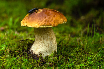 A large edible boletus mushroom with a red cap grows in the moss in the forest. A black beetle crawls on the hat.