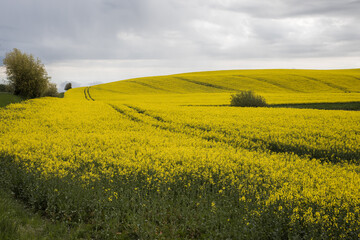 Sk&aring;ne landscape with flowering rapeseed fields and cloud formations