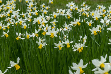 Mass of yellow and white Narcissus Jack Snipe flowers in spring - obrazy, fototapety, plakaty