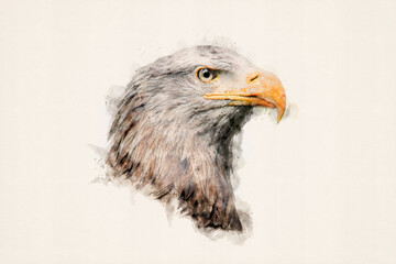 Portrait of an eagle. White-tailed eagle, sea eagle. Bird of prey, isolated. Aquarelle, watercolor illustration.  