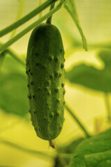 A fresh green cucumber hangs on a stalk in the greenhouse. Picking vegetables. Vertical photo