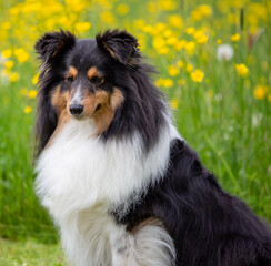 Tricolour-Sheltie-Rüde, 4 Jahre alt