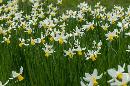 Mass of yellow and white Narcissus Jack Snipe flowers in spring