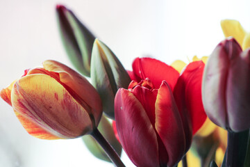 bouquet of tulips