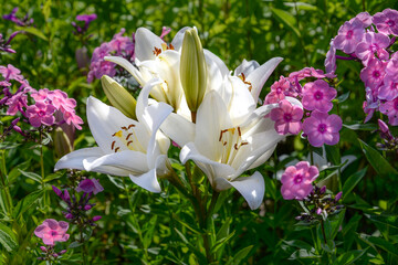 white lily flowers in garden