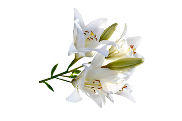 white lily flower isolated on white