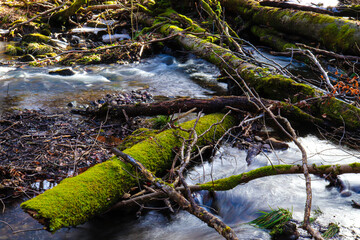 moss covered rocks
