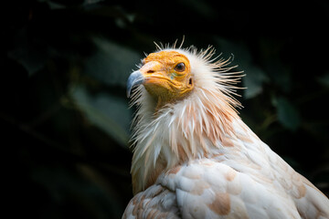 Detail of vulture