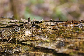 moss on tree