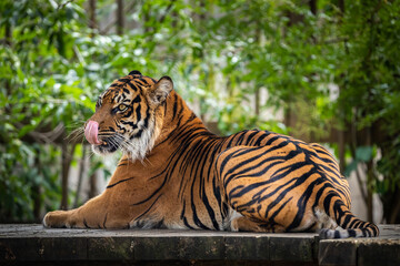 Relaxing tiger