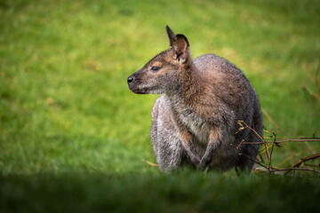 Kangaroo symbol of Australia