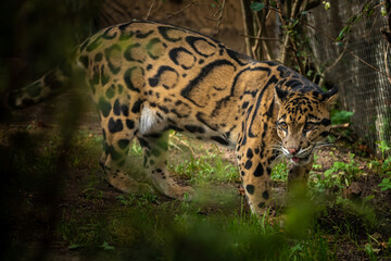 Clouded leopard