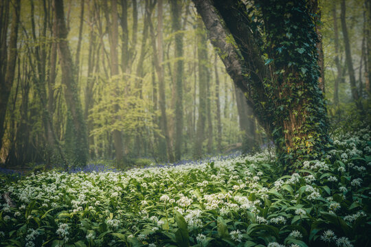 Wild Garlic Woodland Cornwall England Uk 