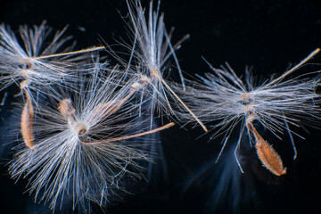 Brightly lit Pelargonium seeds, with fluffy hairs and a spiral body, are reflected in black...