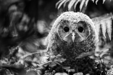 Close up of a masked owl. Black and white. Monochrome.