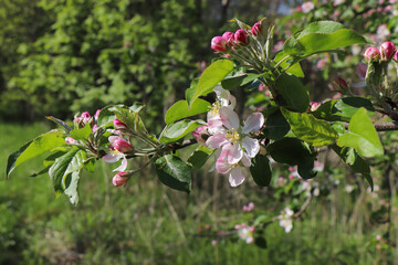 kwiat jabłoni w parku 