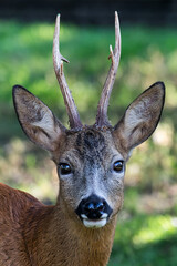Impressive portrait of a wild roe deer with antlers taken just a few meters from the photographer. 