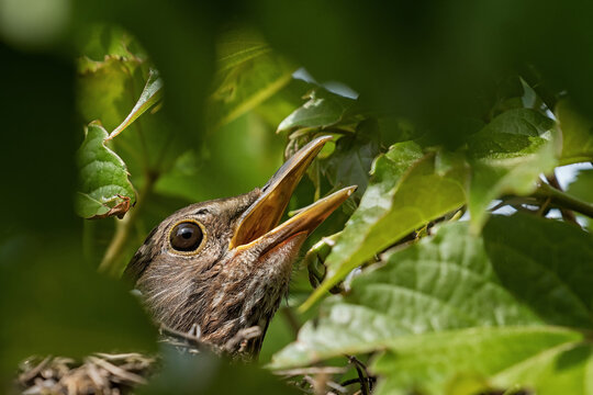 Mother bird watching the nest