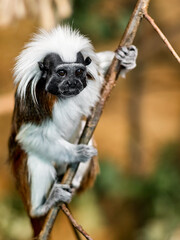 Portrait of a cotton top tamarin (saguinus oedipus) sitting on a branch