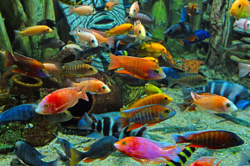 Obraz na płótnie Canvas Colorful tropical fish and marine life underwater