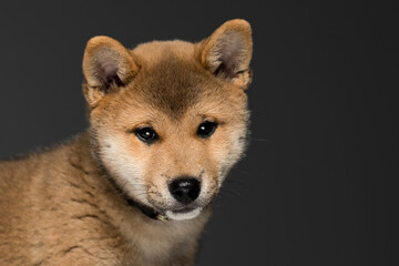 Cute baby pedigreed Shiba inu Breed Dog portrait on Isolated Black Background, 