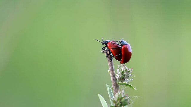 Two red ladybug mate on stem. Spring czech nature, love background
