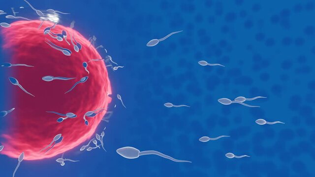 The sperm is directed towards the egg. To do human mating. A pre-fertilization model between an egg and a sperm. 3D Rendering