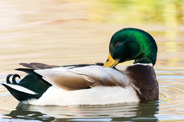 Male Mallard Duck on water