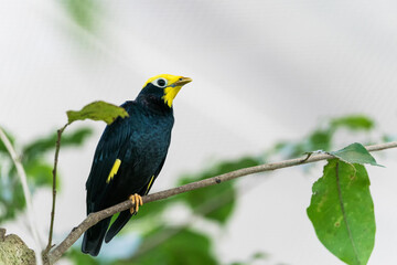 The small black bird with yellow head, brown beak, dark eyes and long sharp claws, sitting on the tree branch near the piece of the apple