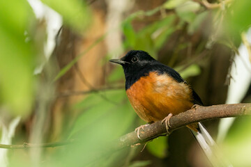 White-rumped Shama (Copsychus malabaricus) perch on branch in nature green bokeh background