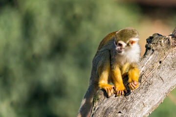 Common squirrel monkey on the branch