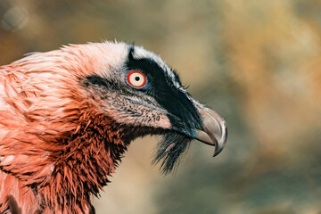 Closeup of the Bearded vulture (Gypaetus barbatus), also known as the lammergeier or ossifrage.