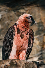 Closeup of the Bearded vulture (Gypaetus barbatus), also known as the lammergeier or ossifrage.