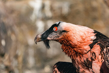 Closeup of the Bearded vulture (Gypaetus barbatus), also known as the lammergeier or ossifrage.