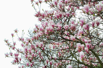 Obraz premium Magnolia blossom in the garden.