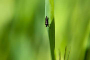 Fototapeta premium co w trawie piszczy