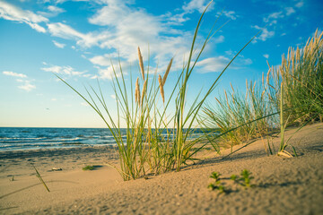 Fototapeta na wymiar Beautiful beach grass at the Baltic sea during sunset hours. Seaside scenery in Northern Europe.