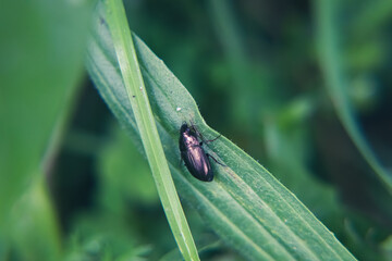 insekt © Magical moments