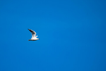 seagull flying with blue sky and some clouds